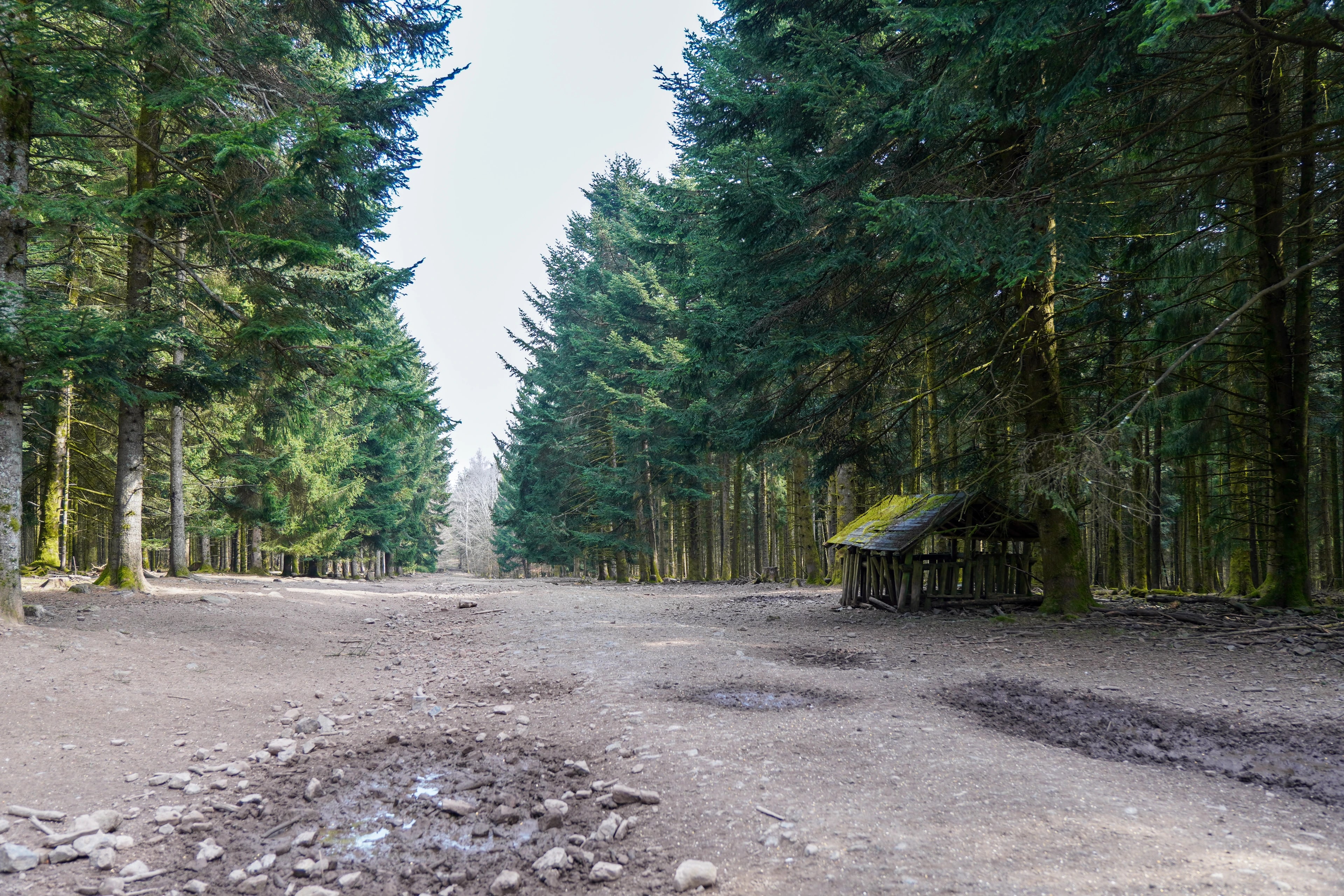 Hohe Nadelbäume säumen eine sonnige Lichtung mit einer kleinen Holzhütte im Markgrafenwald.